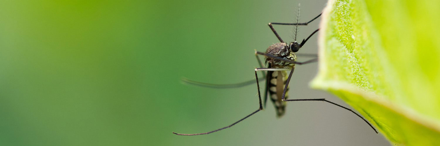 Mosquito managment web carousel