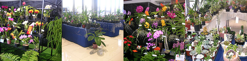 Orchid Easter show images