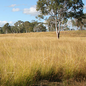 Paddock of giants rats tail grass Events Tile