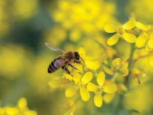 Pollinators week with tbg
