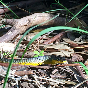 Snake in garden