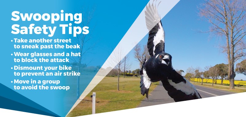 Swooping birds internal comms screen 1