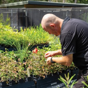 Tbg bonsai and grass trees hi res 88
