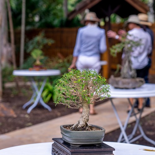 Tondoon bonsai house