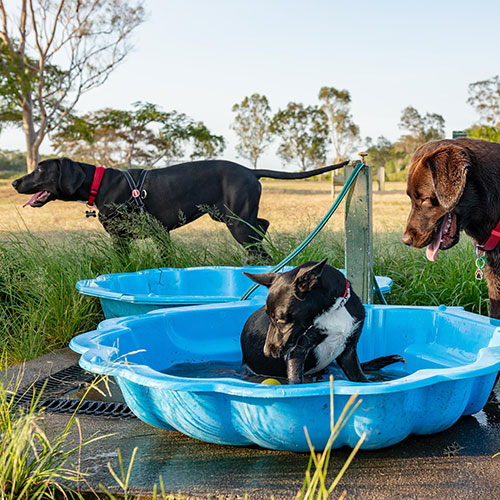 Webb park dogs playing in pool