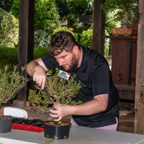 World bonsai day