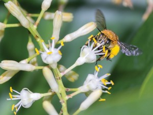 Blue banded bee tondoon 030516