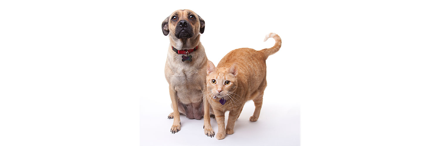 Cat and Dog Stock image